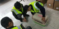 成都航空寵物托運，成都寵物空運