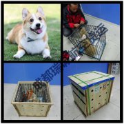 成都至廣州柯基犬