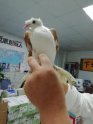 成都至烏魯木齊信鴿的發運