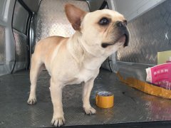 成都至上海斗牛犬的發運