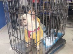 成都至拉薩斗牛犬的發運